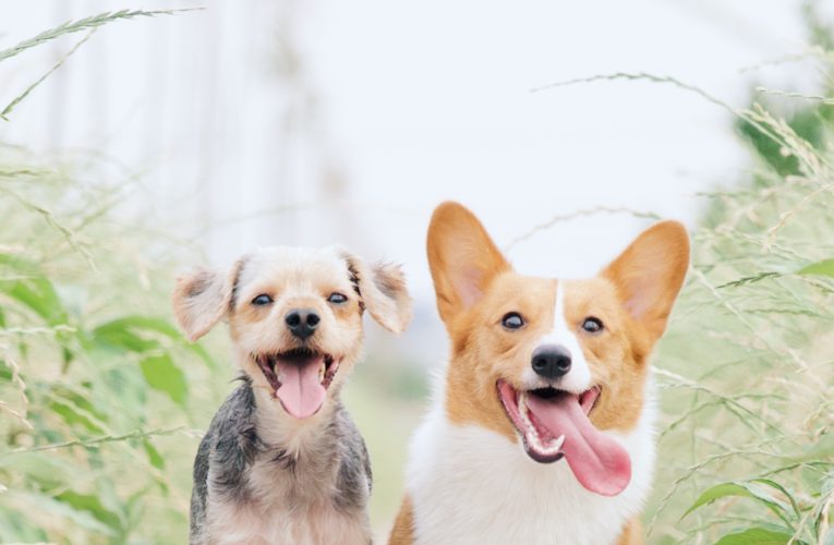 Preventing Home Dog Fights in Lake Bridgeport